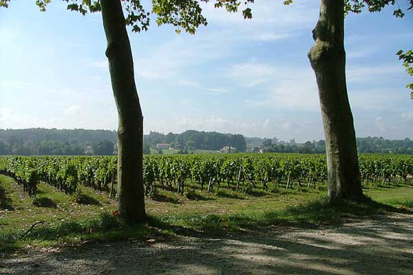 De wijngaarden rond het Ch�teau Bouscaut te Cadaujac in oktober 2004