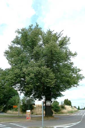 De lindeboom te Bierbeek